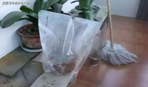 塑料袋能给盆栽升温吗[塑料袋可以种菜吗]