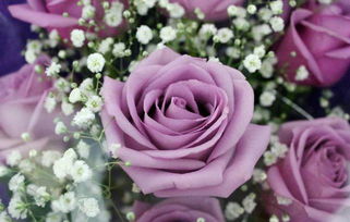 紫玫瑰花的花语[紫玫瑰花的花语是什么]
